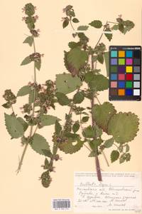 Белокудренник черный L., Восточная Европа, Московская область и Москва (E4a) (Россия)