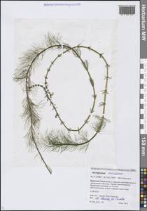 Уруть мутовчатая L., Сибирь, Прибайкалье и Забайкалье (S4) (Россия)