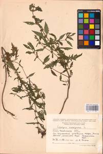 MHA 0 157 821, Зюзник европейский L., Восточная Европа, Восточный район (E10) (Россия)