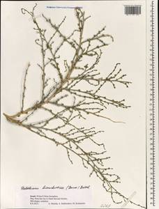 Halothamnus hierochunticus (Bornm.) Botsch., Зарубежная Азия (ASIA) (Израиль)