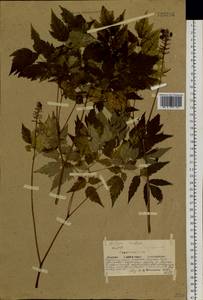 Actaea rubra subsp. rubra, Сибирь, Якутия (S5) (Россия)