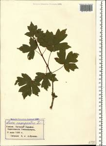 Клен полевой, Клен равнинный L., Кавказ, Азербайджан (K6) (Азербайджан)