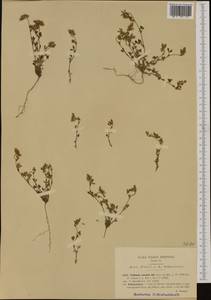 Trifolium saxatile All., Западная Европа (EUR) (Италия)