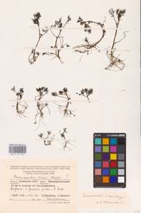 Лютик Риона, Шелковник Риона Lagger, Восточная Европа, Нижневолжский район (E9) (Россия)