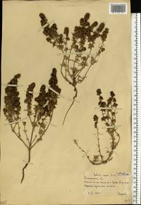 Pyankovia brachiata (Pall.) Akhani & Roalson, Восточная Европа, Нижневолжский район (E9) (Россия)