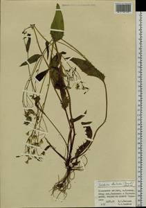 Crepidiastrum denticulatum subsp. denticulatum, Сибирь, Дальний Восток (S6) (Россия)