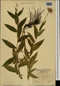 Кемуляриелла кавказская (Willd.) Tamamsch., Кавказ, Южная Осетия (K4b) (Южная Осетия)