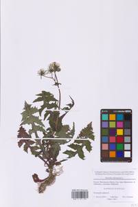 Осот огородный L., Восточная Европа, Московская область и Москва (E4a) (Россия)