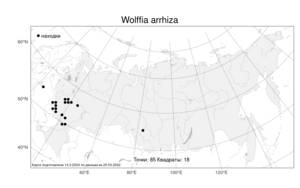 Wolffia arrhiza, Вольфия бескорневая (L.) Horkel ex Wimm., Атлас флоры России (FLORUS) (Россия)