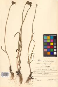 Allium splendens subsp. insulare Vorosch., Сибирь, Дальний Восток (S6) (Россия)