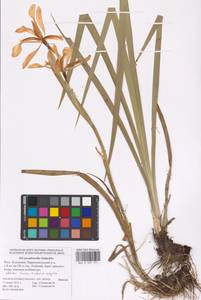 Iris pseudonotha Galushko, Восточная Европа, Нижневолжский район (E9) (Россия)