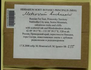 Meteorium buchananii (Brid.) Broth., Гербарий мохообразных, Мхи - Дальний Восток (без Чукотки и Камчатки) (B20) (Россия)