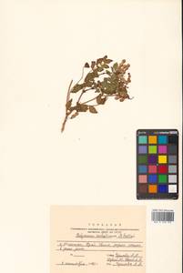 Копеечник копеечниковый (L.) Schinz & Thell., Сибирь, Дальний Восток (S6) (Россия)