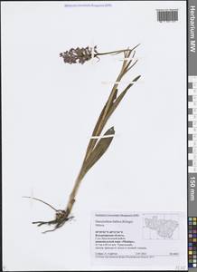 Пальчатокоренник балтийский (Klinge) H.Sund., Восточная Европа, Центральный район (E4) (Россия)