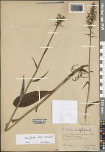 Dactylorhiza maculata subsp. fuchsii (Druce) Hyl., Восточная Европа, Западный район (E3) (Россия)