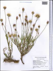 Наголоватка Капю (Franch.) Franch., Средняя Азия и Казахстан, Западный Тянь-Шань и Каратау (M3) (Киргизия)