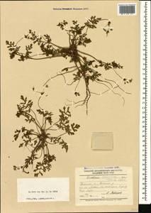 Erodium laciniatum (Cav.) Willd., Кавказ, Азербайджан (K6) (Азербайджан)