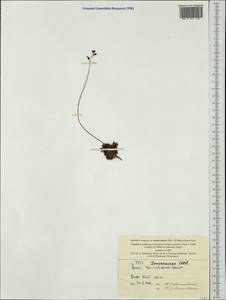 Drosera neocaledonica R.Hamet, Австралия и Океания (AUSTR) (Новая Каледония)