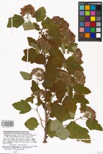 Physocarpus amurensis × opulifolius, Восточная Европа, Московская область и Москва (E4a) (Россия)