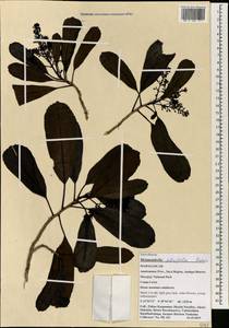 Melanophylla alnifolia Baker, Африка (AFR) (Мадагаскар)