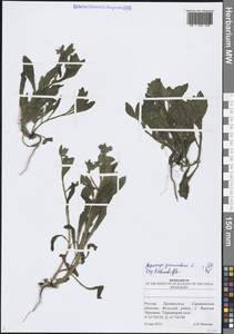 Острица лежачая, Острица простертая L., Восточная Европа, Нижневолжский район (E9) (Россия)