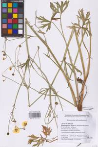 Лютик многоцветковый L., Восточная Европа, Центральный лесостепной район (E6) (Россия)