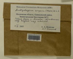 Amblystegium serpens (Hedw.) Schimp., Гербарий мохообразных, Мхи - Москва и Московская область (B6a) (Россия)