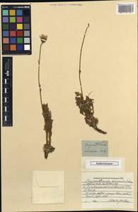 Tanacetum sericeum (Adams) Sch. Bip., Кавказ, Грузия (K4) (Грузия)