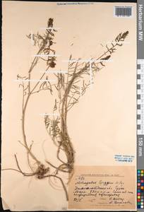 Astragalus spryginii Popov, Средняя Азия и Казахстан, Западный Тянь-Шань и Каратау (M3) (Киргизия)