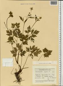 Лютик ползучий L., Восточная Европа, Южно-Украинский район (E12) (Украина)