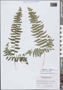 Многорядник трехраздельный (Kunze) C.Presl, Сибирь, Дальний Восток (S6) (Россия)