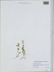 Polygala serpyllifolia J. A. C. Hose, Западная Европа (EUR) (Германия)