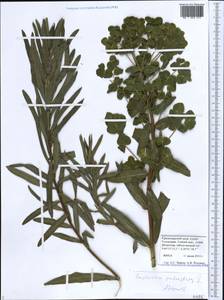 Молочай болотный L., Кавказ, Черноморское побережье (от Новороссийска до Адлера) (K3) (Россия)