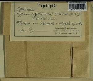 Hylocomium splendens (Hedw.) Schimp., Гербарий мохообразных, Мхи - Центральное Нечерноземье (B6) (Россия)