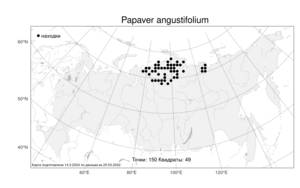Papaver angustifolium, Мак узколистный Tolm., Атлас флоры России (FLORUS) (Россия)