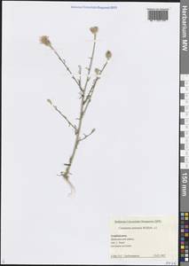 Василек песчаный M.Bieb. ex Willd., Кавказ, Азербайджан (K6) (Азербайджан)