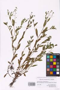 MHA 0 153 116, Myosotis laxa subsp. laxa, Восточная Европа, Западный район (E3) (Россия)