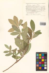 Скиммия промежуточная Komatsu, Сибирь, Дальний Восток (S6) (Россия)