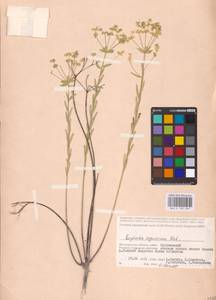 Молочай Сегье Neck., Восточная Европа, Нижневолжский район (E9) (Россия)