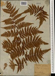 Cyathea spinulosa Wall., Зарубежная Азия (ASIA) (Япония)