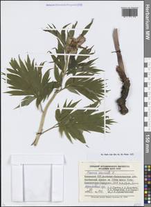 Пион уклоняющийся, Марьин корень L., Сибирь, Западный (Казахстанский) Алтай (S2a) (Казахстан)