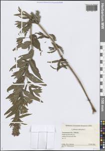 Дербенник иволистный L., Сибирь, Западная Сибирь (S1) (Россия)