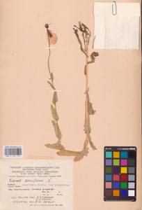 Мак снотворный L., Восточная Европа, Западно-Украинский район (E13) (Украина)