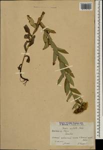 Pentanema asperum (Poir.) G.V.Boiko & Korniy., Кавказ, Армения (K5) (Армения)