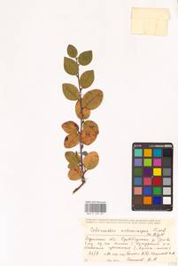 Кизильник рыхлоцветковый (J.Jacq.) Lindl., Восточная Европа, Восточный район (E10) (Россия)