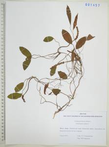 Рдест плавающий L., Сибирь, Дальний Восток (S6) (Россия)