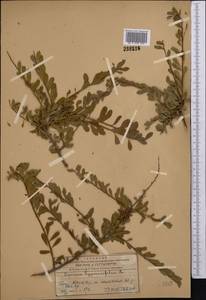 Спирея зверобоелистная, Таволга зверобоелистная L., Средняя Азия и Казахстан, Западный Тянь-Шань и Каратау (M3) (Казахстан)