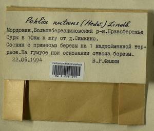 Pohlia nutans (Hedw.) Lindb., Гербарий мохообразных, Мхи - Среднее Поволжье (B9) (Россия)