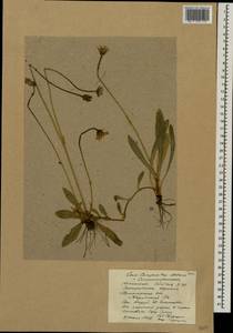 Pilosella schultesii subsp. schultesii, Восточная Европа, Северный район (E1) (Россия)