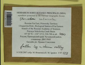 Pseudohygrohypnum calcicola (Ando) Jan Kučera & Ignatov, Гербарий мохообразных, Мхи - Дальний Восток (без Чукотки и Камчатки) (B20) (Россия)